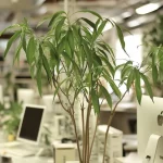 écologie du travail et écosystème professionnel